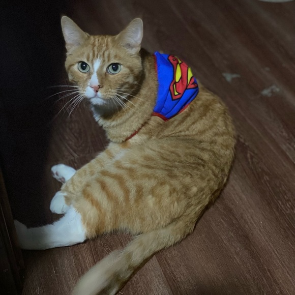 Meet your Posher, Joshua - Picture 1 of 1